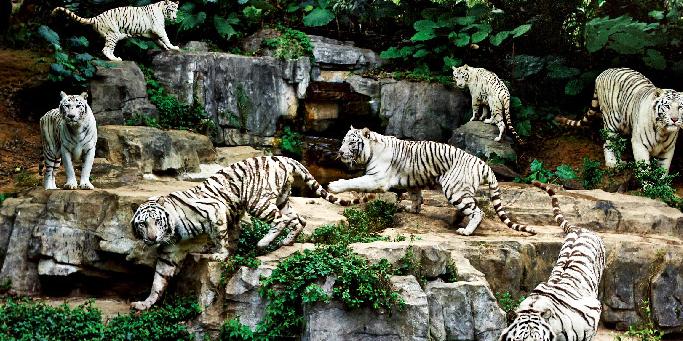 【長隆野生動物園一天游】暢游動物世界，休閑之旅